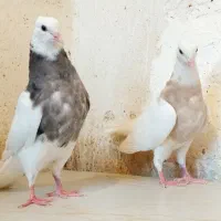 کبوتر طوقی الماسی  و آجری