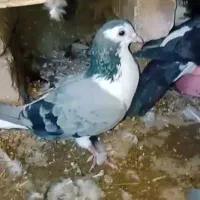کفتر کبوتر سار ساده|پرنده|مشهد, اسماعیل آباد|دیوار