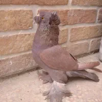 کبوتر برنزی دوکاکله پا پر