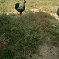مرغ خروس