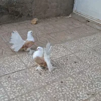 کبوتر دوم چتری آمریکایی  دوکت پرتقالی