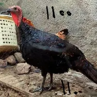 بوقلمون تخمی و جوجه پنگوئنی