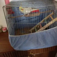 عروس‌‌هلندی