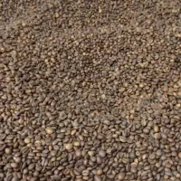 عرضه انواع دان قهوه|عمده‌فروشی|مشهد, باغ فراگرد|دیوار