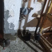 کبوتر جوجه رنگه|حیوانات|مشهد, شهید بهشتی|دیوار