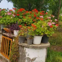 اجاره شبانه ویلا جنگلی|اجارهٔ کوتاهمدت آپارتمان و سوئیت|سیاهکل, |دیوار