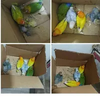 جوجه برزیلی سرلاکی  تازه دونخور فیشر|پرنده|تهران, جوادیه|دیوار