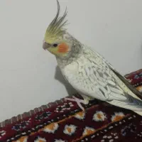 سلام جوجه دوماهه کاملاً دونخور سالم و سرحال