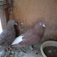 سینه سیاه سرخ دمسفید طوقی سرور|پرنده|قم, هنرستان|دیوار
