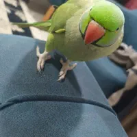 ملنگو نر سخنگو فول دستی|پرنده|خرم‌آباد (تنکابن), |دیوار