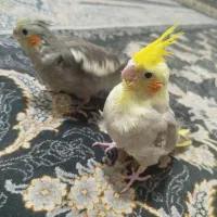 جوجه عروس هلندی