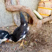 نیمچه خروس لری