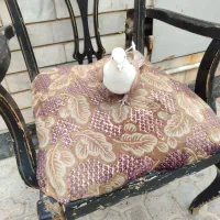 کبوتر مخمل زرد