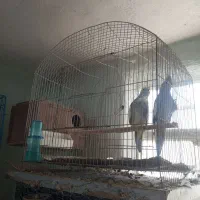 پرنده نیکشهر کوتوله و عروس هلندی|پرنده|نیک شهر, |دیوار