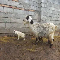 بزجوان دوقلو|حیوانات مزرعه|مشگین شهر, |دیوار