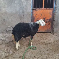 بره قوچ کله قارچی|حیوانات مزرعه|بروجرد, |دیوار