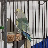 طوطی برزیلی نر|پرنده|املش, |دیوار