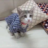 واگذاری بچه گربه با لوازم