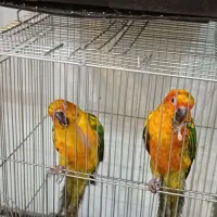 ملنگو رنگی و خورشیدی|پرنده|عباسآباد, |دیوار