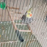 عروس هلندی نر درجه یک