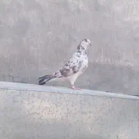 کبوتر