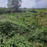 214-متر-زمین-مسکونی-فروش-فوری-رشت-معاوضه