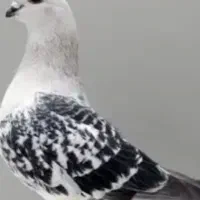 کبوتر شامی کاکلی وپولکی زیر خاکی|پرنده|سیمکان, |دیوار