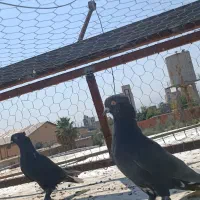 کفتر دمب سفید|پرنده|شیراز, دباغ خانه|دیوار