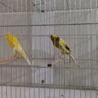 قناری رسمی سایز دار|پرنده|اصفهان, مصلی|دیوار