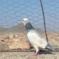 کبوتر نر|پرنده|زاهدان, |دیوار