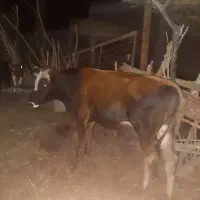 یک جلب و گوستر