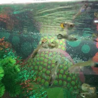 گوپی میکس مولد تا نوزاد|ماهی|کرج, حصارک بالا|دیوار