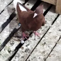 ماده سورخ دوم سفید درج یک|پرنده|سوسنگرد, |دیوار