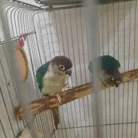 جفت گرینچیک تراکوییس یلوساید بالغ اماده مست