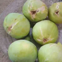 فروش میوه انجیل