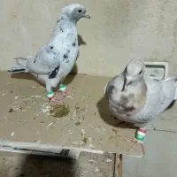 کبوتر|پرنده|تهران, سبلان (لشگر)|دیوار