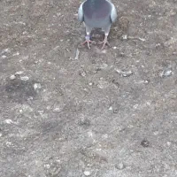 کبوتر دوبر ماده