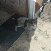 سگ نیاز ب کمک|سگ|زرندیه, |دیوار