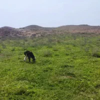 بره شیری ۴۰روزه