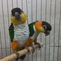 کایک سرسیاه|پرنده|تهران, افسریه شمالی|دیوار