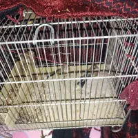جوجه کورپه
