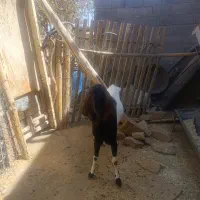 بز‌نر|حیوانات مزرعه|نهاوند, |دیوار
