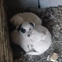 توله سگ پا کوتاه