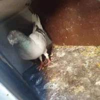 ۵تاآلمانی سبز دم سفید پولکی