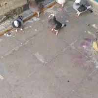 کفتر شهرستان مشهد|پرنده|قم, هفت تیر|دیوار