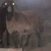 عکس تزیینی هست