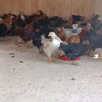 فروش جوجه گلپایگانی با کیفیت و قیمت مناسب