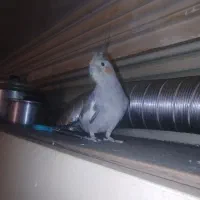 عروس هلندی ماده