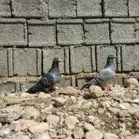 کبوتر