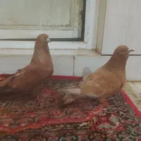 کبوتر|پرنده|هندیجان, |دیوار